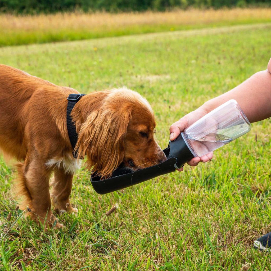 Camping with Your Dog: The Ultimate Gear Checklist for Your Four-Legged Friend MUDI Dog Water Bottle for Walking