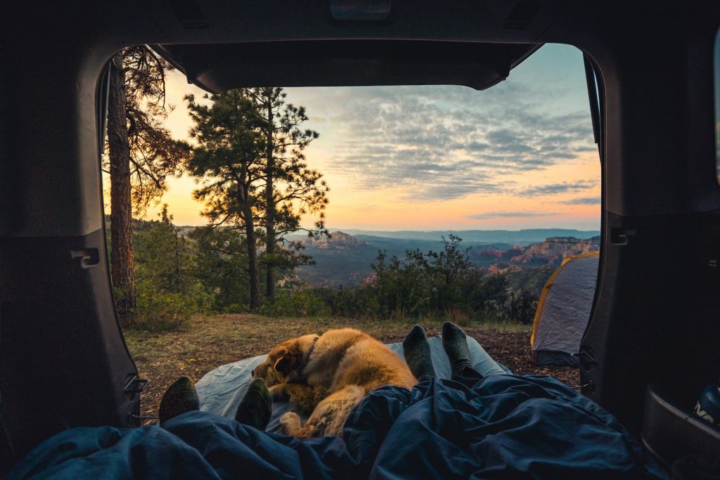 Camping with Dogs