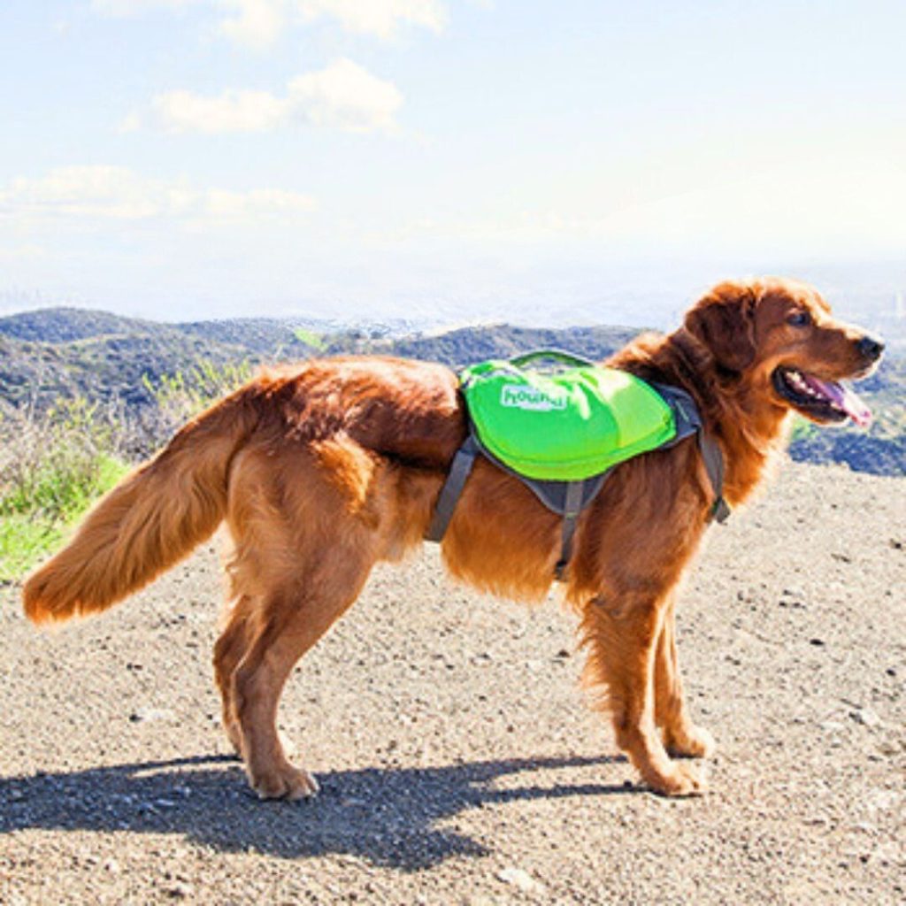 Best Camping Gear for Dogs: Essential, Durable, and Affordable Picks Outward Hound DayPak Dog Backpack