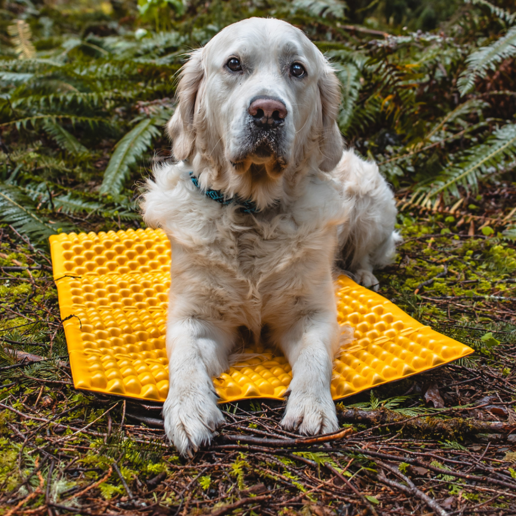 How to Keep Your Dog Warm While Camping: Tips for Cold Nights Closed-Cell Foam Pad