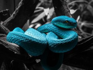 A blue stuffed animal sitting on top of a tree branch