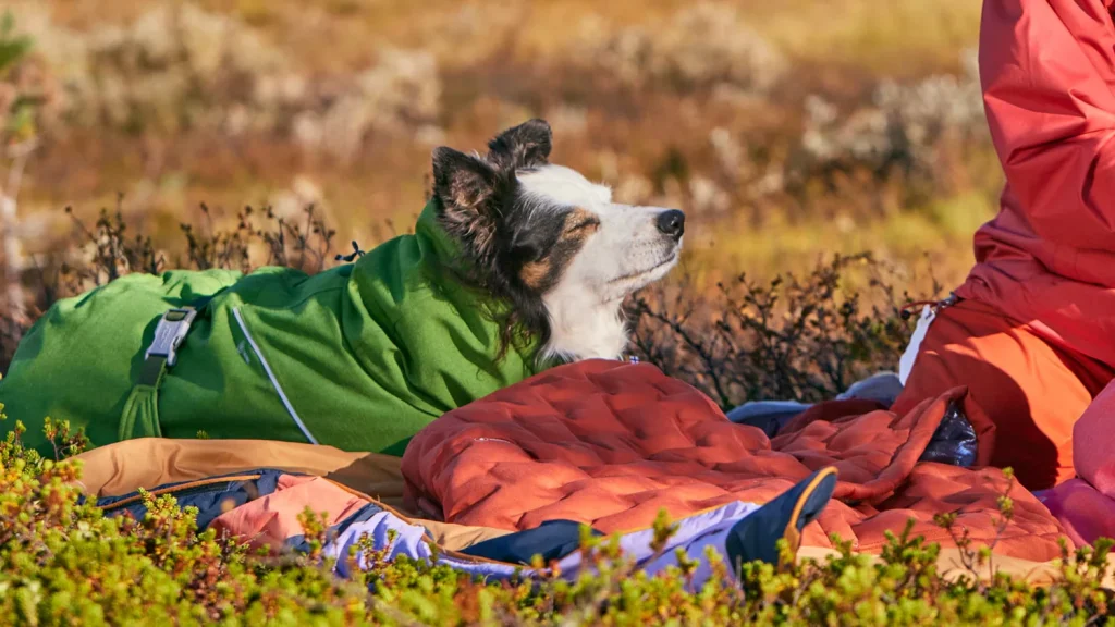 How to Keep Your Dog Warm While Camping: Tips for Cold Nights Hurtta or Ruffwear Dog Sleeping Bag