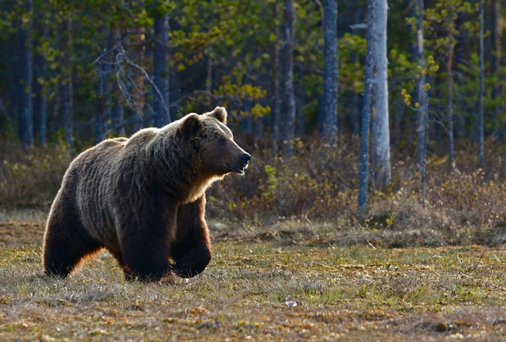 What to Do If You Meet a Bear: The Essential Survival Guide Meet a Bear