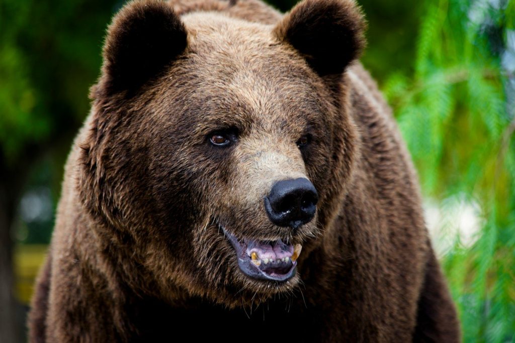 Meet a bear