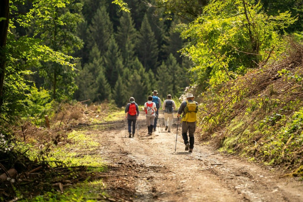 Hikers walk on a dirt path through a sunlit forest.