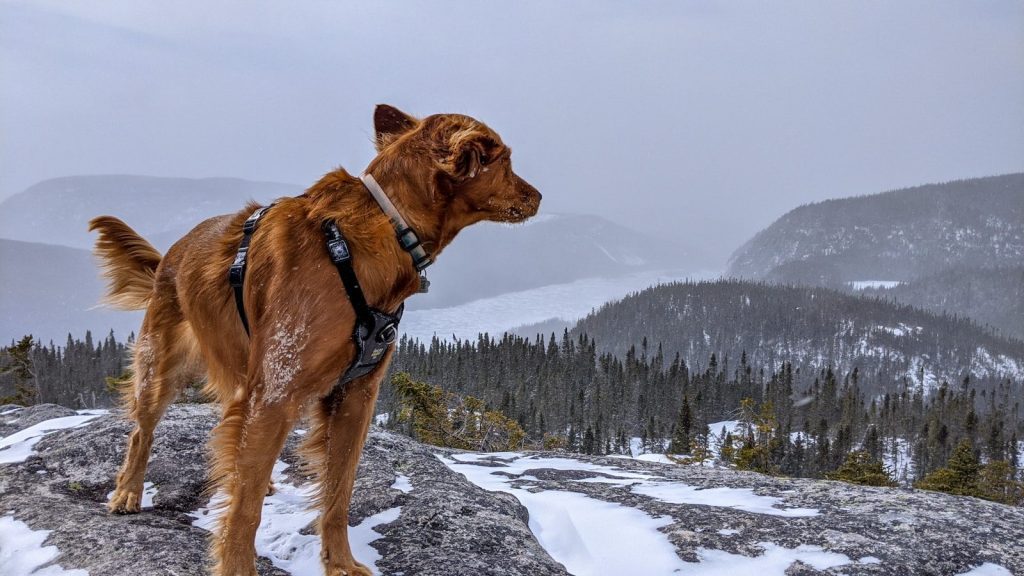 Best Dog Harnesses for Hiking: Vetted Top 4 Trail-Ready Picks brown short coated dog on snow covered ground during daytime