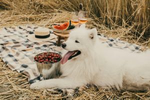 white long coated small dog on brown grass field